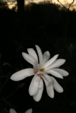 Magnolia stellata RCP4-10 121.jpg